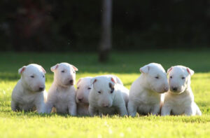 bull terrier puppies for sale