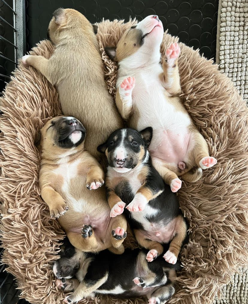 mini bull terrier for sale