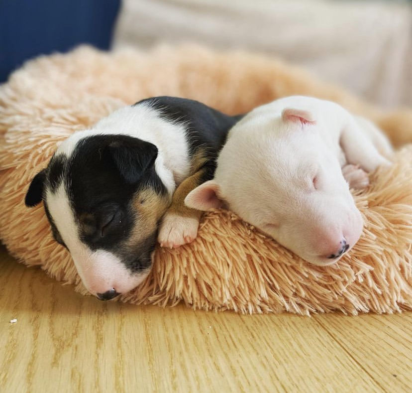 miniature bull terrier puppy for sale