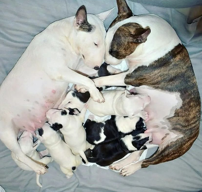 bull terrier for sale